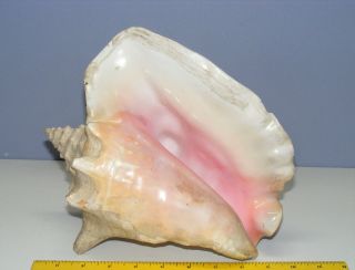 Vintage Large Queen Conch Sea Shell Pink Natural Beach Ocean 10 Inch