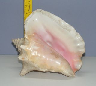 Vintage Large Queen Conch Sea Shell Pink Natural Beach Ocean 10 Inch 2