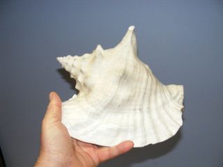 Vintage Large Queen Conch Sea Shell Pink Natural Beach Ocean 10 Inch 3