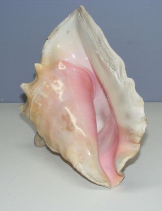 Vintage Large Queen Conch Sea Shell Pink Natural Beach Ocean 10 Inch 4