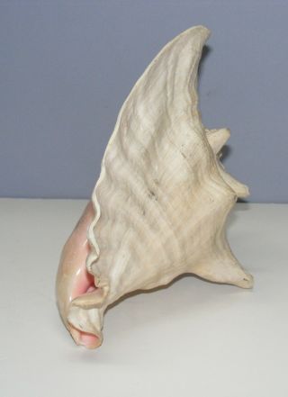 Vintage Large Queen Conch Sea Shell Pink Natural Beach Ocean 10 Inch 5