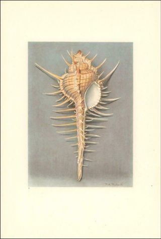 Sea Shell,  Murex Ternispina Lam. ,  Vintage Print By Paul Roberts,  Authentic 1945