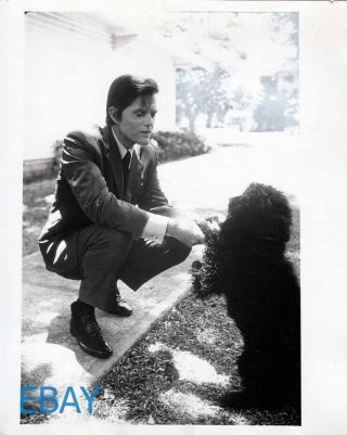 Jack Lord W/dog Candid Vintage Photo