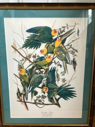 Audubon Birds Of America Carolina Parakeet Vintage Framed Art Print