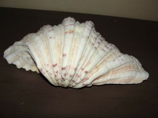 Very Large Vintage Natural Clam Shell Sea Shell 8 " Great Coloring