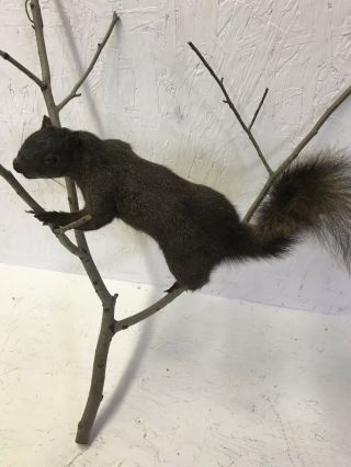 Vintage Taxidermy Squirrel
