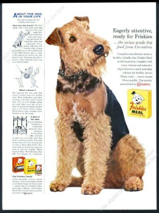 1958 Airedale Or Welsh Terrier Photo Friskies Dog Food Vintage Print Ad