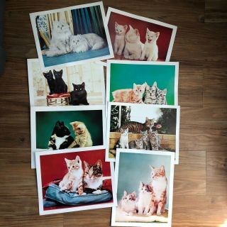 Vintage Walter Chandoha Cat Kittens Photographs Prints Set Of 8
