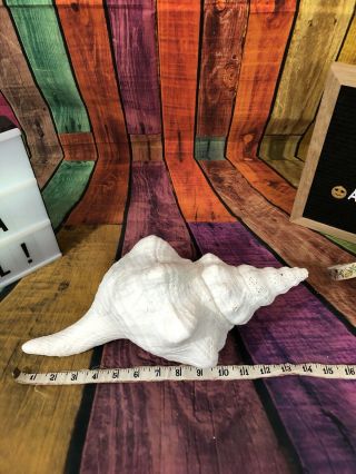 Vintage Extra Large Trumpet Conch Shell Seashell Horse Nautical 15” L.