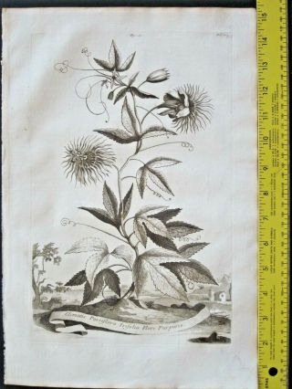 Rare,  Large 1696 Engraving,  A.  Munting,  Aardgewassen,  Clematis Passiflora Trifolia