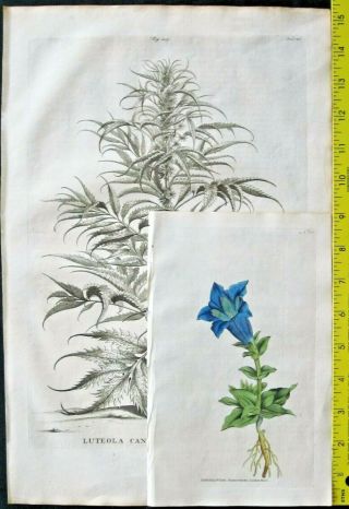 Rare,  large 1696 Engraving,  A.  Munting,  Aardgewassen,  Clematis Passiflora trifolia 2