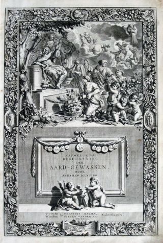 Rare,  large 1696 Engraving,  A.  Munting,  Aardgewassen,  Clematis Passiflora trifolia 4