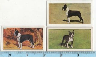 Boston Terrier Dog Pet Canine 3 Different Vintage Ad Trade Cards 4
