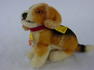 Vintage Steiff Beagle Dog " Biggie " With Button And Tag 4090/10,  4 " Tall