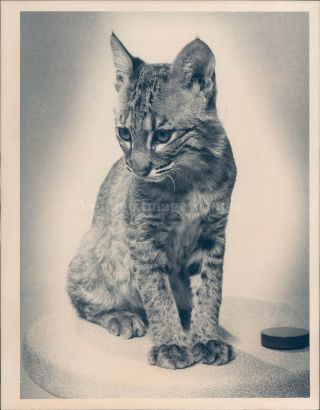 1973 Photo Animal Museum Cher Nature Cat Black 6x8 Vintage Image