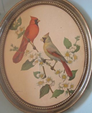 Vintage Rudolf Freund Lithograph Prints - Cedar Waxwings & Cardinal 5