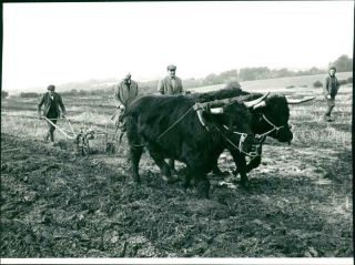 Oxen Drawing A Plough At A Farm Along With Some Men.  - Vintage Photo