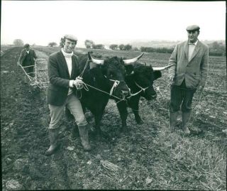Oxen Drawing A Plough At A Farm Along With Some Men.  - Vintage Photogra