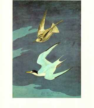 John James Audubon Painting: Least Tern - Vtg 1966 Bookplate Bird Art Print