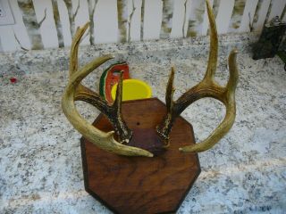 Vintage Whitetail Deer Antlers 10 Point Buck.  On Mount,  Great Patina.  Set