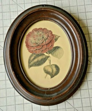 Vintage Ibf Co Dahlia Floral Botanical Lithograph Print Oval Wood Frame Antique