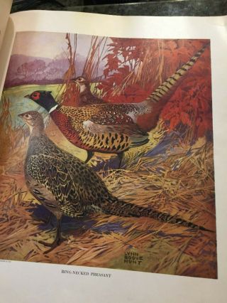 19 Vintage 1917 Lynn Bogue Hunt Dupont " American Game Birds " Wildlife Prints