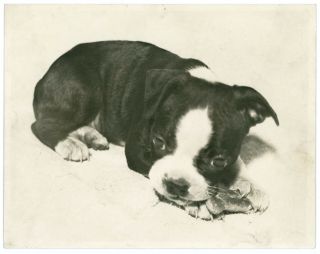 Boston Terrier Dog And Bone Large Vintage Photo