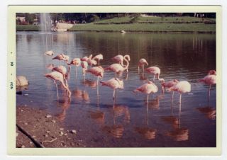 Vintage Photo Pink Flamingos Florida Found Art 1960 