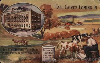 Advertising 1911 Blatchford ' s Calf Meal Postcard Vintage Post Card 2