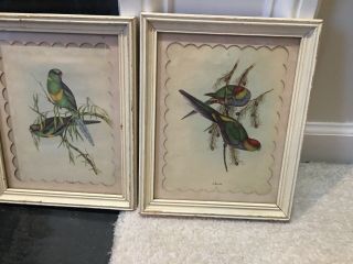 2 Vintage J Gould Lithoparakeet Birds,  Parrots,  Beautifully Framed.