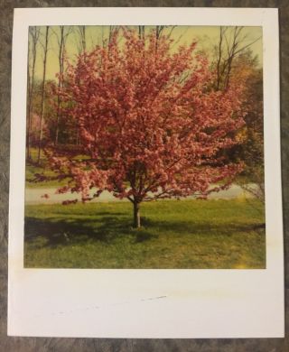 Vintage Found Photograph Polaroid Tree Nature Colors