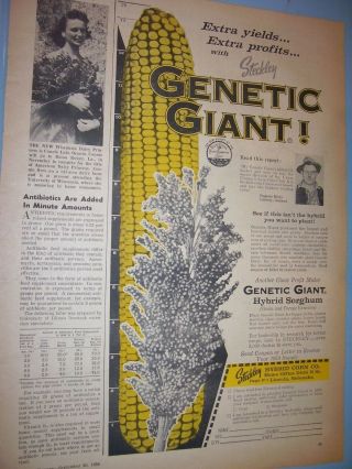Vintage Seed Corn Advertising - 7 " X 14 " - Steckleys Hybrid Seed Corn - 1958