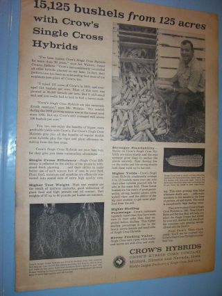 Vintage Seed Corn Advertising - 10 " X 14 " - Crows Hybrid Seed Corn - 1960