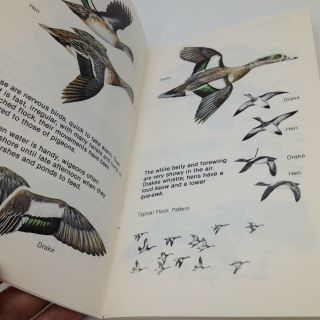 Ducks At a Distance Waterfowl Identification Guide US Fish and Wildlife Service 3