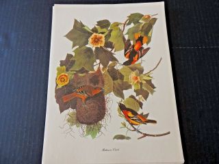 Vintage John James Audubon Baltimore Oriole Print Commentary Roger Tory Peterson