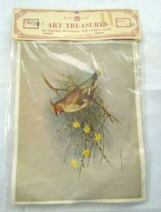 Vintage Basil Ede Bird Print Cunningham Art Products England 6 " By 8 " Waxwing