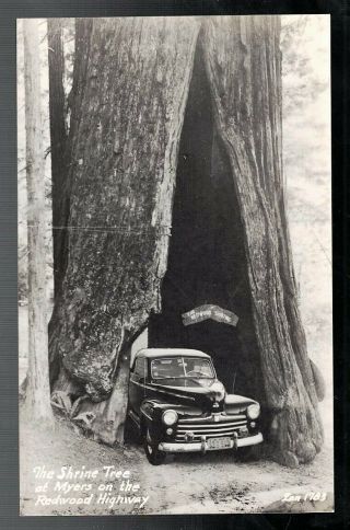 Vintage 1950 Rppc Real Photo Car In Shrine Tree At Myers Redwood Highway Calif.