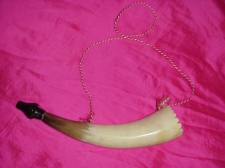 Vintage Real Bull Steer Horn Polished Ready To Hang Taxidermy Musical Instrument