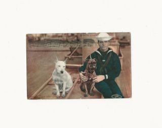 Vintage Antique Postcard 1909 Portrait Pit Bull Terrier Dog Pup With Sailor