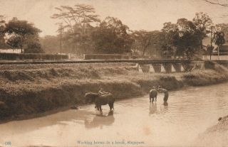 1916 Vintage Washing Horses In A Brook Singapore Postcard - Singapore To Croydon