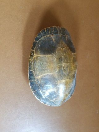 Vintage Snapping Turtle Shell - Taxidermy.  Hang On Wall.  6.  5 " Man Cave Log Cabin