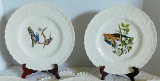 5 Assorted Vintage Alfred Meakin Audubon Birds of America Dinner Plates 2