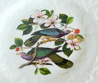 5 Assorted Vintage Alfred Meakin Audubon Birds of America Dinner Plates 3