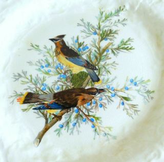 5 Assorted Vintage Alfred Meakin Audubon Birds of America Dinner Plates 4