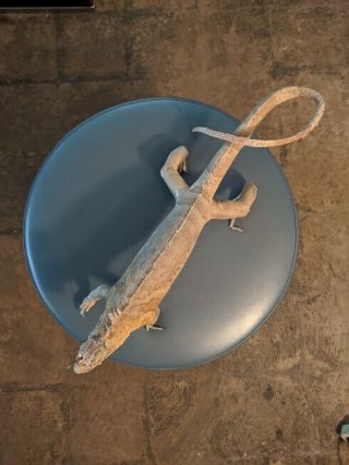 Vntg Taxidermy Iguana Real Preserved Lizard : Vets - Collector - Student Sample