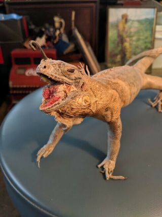 VNTG Taxidermy Iguana Real Preserved Lizard : Vets - Collector - Student Sample 2