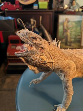 VNTG Taxidermy Iguana Real Preserved Lizard : Vets - Collector - Student Sample 5