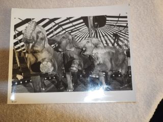 Vintage Photo Of The Hanneford Circus Elephants In The Ring B&w 8 X 10 "