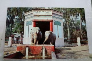 Florida Fl Jacksonville Zoo Postcard Old Vintage Card View Standard Post Pc