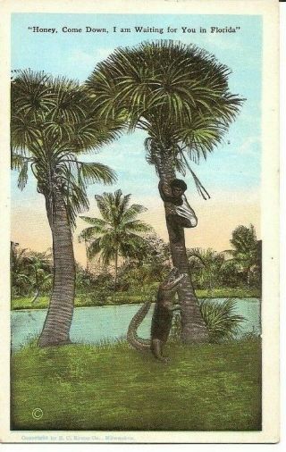Vintage Black Americana Postcard Boy In Tree With Alligator